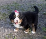 Small #12 Bernese Mountain Dog