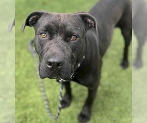 American Pit Bull Terrier Dogs for adoption in Houston, TX, USA