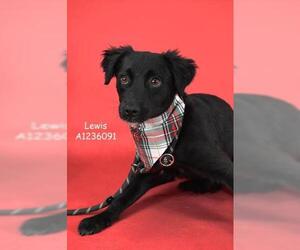 Labrador Retriever Dogs for adoption in Bakersfield, CA, USA