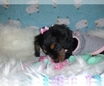 Small Photo #28 Australian Shepherd-Cavalier King Charles Spaniel Mix Puppy For Sale in HOWLAND, OH, USA