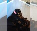 Small Photo #17 Rottweiler Puppy For Sale in NIPOMO, CA, USA