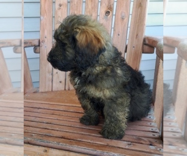Medium Photo #16 Miniature Labradoodle Puppy For Sale in CLARE, MI, USA