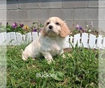 Small #1 Cavachon