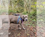 Small #1 Neapolitan Mastiff