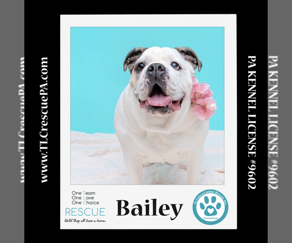Medium Photo #13 Bulldog Puppy For Sale in Kimberton, PA, USA