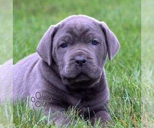 Cane Corso Puppy for sale in LANCASTER, PA, USA