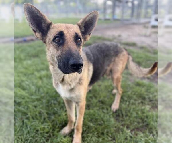 Medium Photo #2 German Shepherd Dog-Unknown Mix Puppy For Sale in Conroe, TX, USA