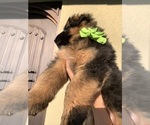 Small #8 German Shepherd Dog