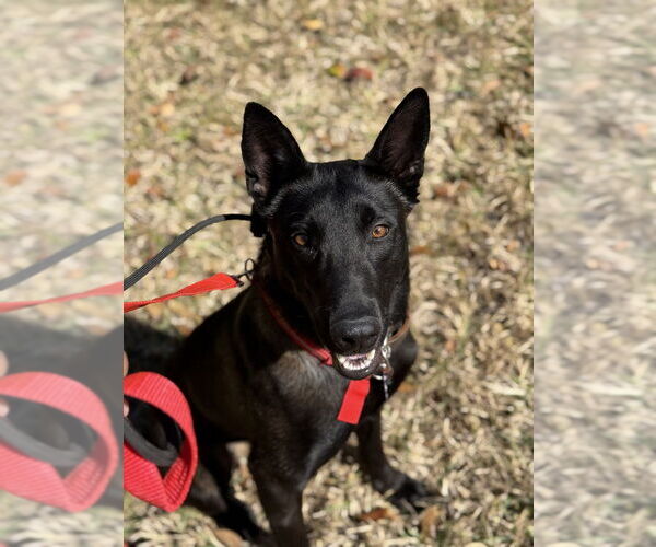 Medium Photo #5 Mutt Puppy For Sale in Imlay City, MI, USA