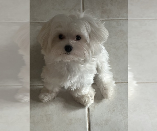 Medium Photo #1 Maltese Puppy For Sale in RICHMOND, MI, USA