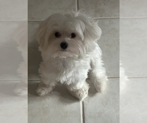 Maltese Puppy for sale in RICHMOND, MI, USA