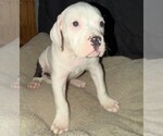 Small #6 American Bulldog