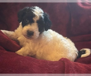 Goldendoodle mix (+ Poodle Miniature) Puppy for sale in MANTECA, CA, USA