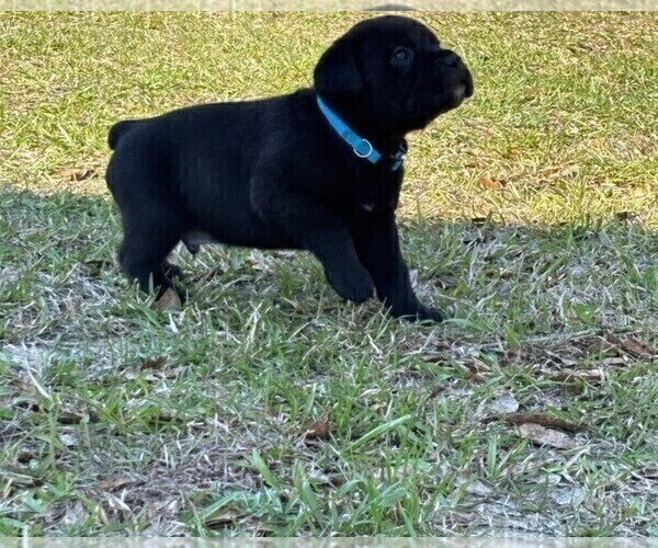 Medium Photo #44 Rotticorso Puppy For Sale in REEVESVILLE, SC, USA