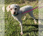 Small Photo #4 Mutt Puppy For Sale in Tarrytown, GA, USA