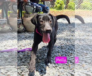 Mutt Dogs for adoption in Albemarle, NC, USA