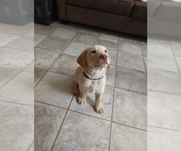 Medium Photo #1 Labrador Retriever Puppy For Sale in PHELAN, CA, USA