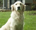 Small Photo #24 Golden Retriever Puppy For Sale in MISHAWAKA, IN, USA