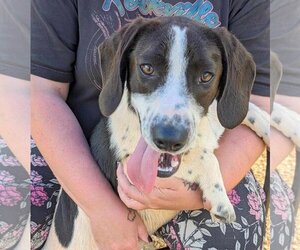 Pointer-Unknown Mix Dogs for adoption in Anniston, AL, USA