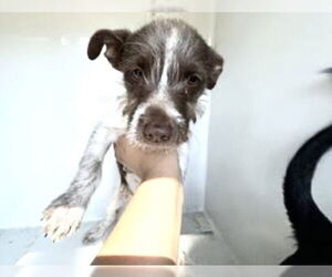 Miniature Schnauzer-Unknown Mix Dogs for adoption in Houston, TX, USA