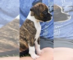 Small Photo #9 Boxer Puppy For Sale in HUMBOLDT, NE, USA