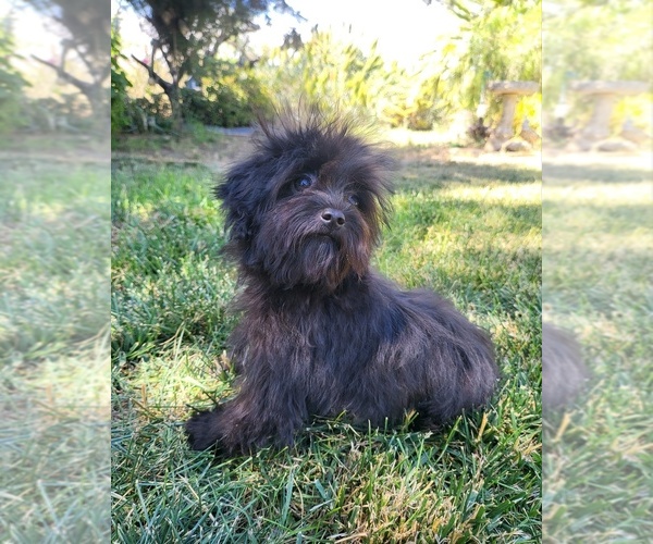 Medium Photo #2 Maltipoo Puppy For Sale in TEMECULA, CA, USA