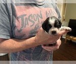 Puppy Hermione Grange Schweenie