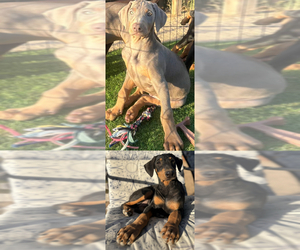 Doberman Pinscher Puppy for sale in HESPERIA, CA, USA
