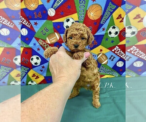 Medium Photo #1 Poodle (Toy) Puppy For Sale in WINNSBORO, LA, USA