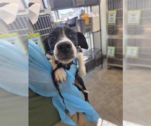 Labrador Retriever Dogs for adoption in San Antonio, TX, USA