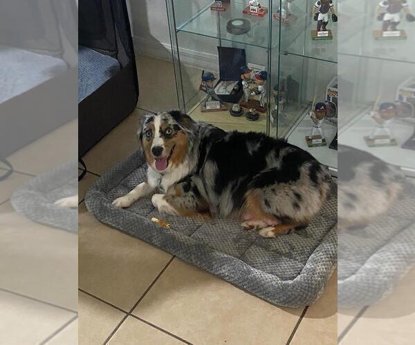 Medium Photo #1 Miniature Australian Shepherd Puppy For Sale in CLERMONT, FL, USA