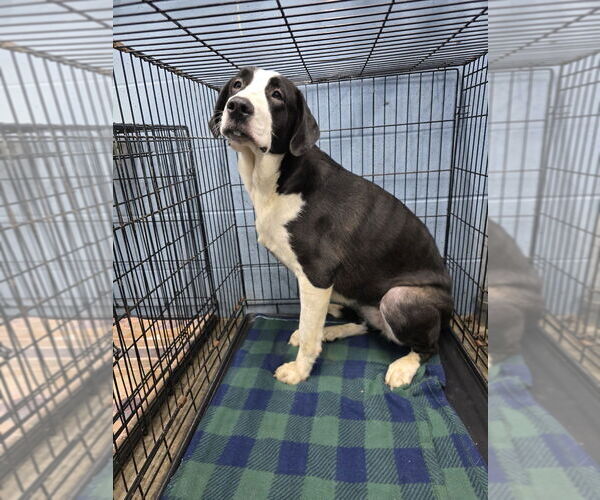 Medium Photo #2 Border Saint Puppy For Sale in Evansville, IN, USA