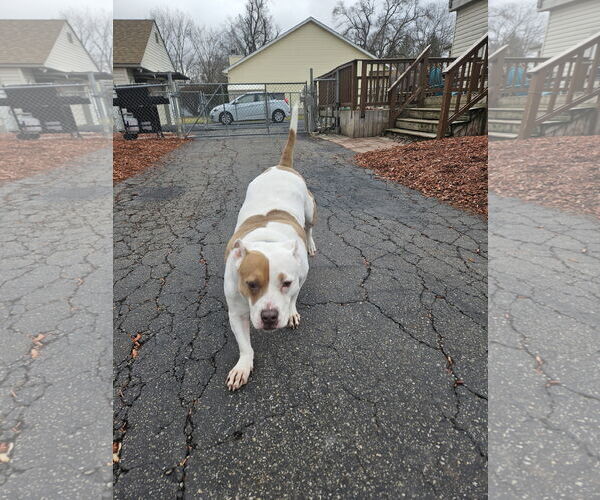 Medium Photo #4 American Staffordshire Terrier Puppy For Sale in Belleville, MI, USA