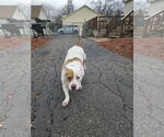 Small #3 American Staffordshire Terrier