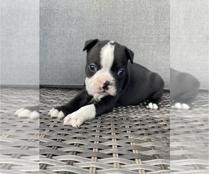 Boston Terrier Puppy for sale in CHARLOTTESVILLE, VA, USA