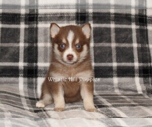 Pomsky Puppy for sale in DENVER, PA, USA