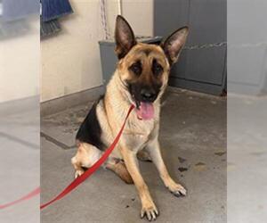German Shepherd Dog Dogs for adoption in Camarillo, CA, USA