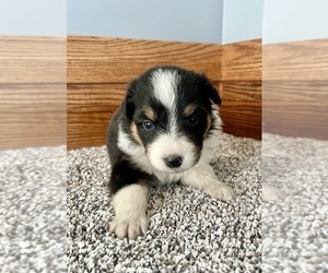 Australian Shepherd Puppy for sale in LODA, IL, USA