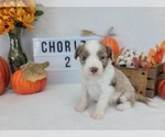 Small #2 Aussiedoodle Miniature 