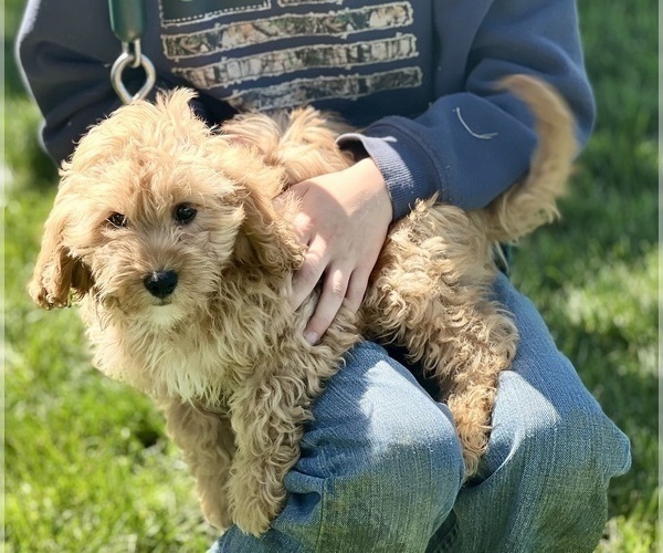Medium Photo #2 Cavapoo (Miniature) Puppy For Sale in DUNDEE, OH, USA