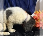 Small Photo #30 Newfoundland Puppy For Sale in AURORA, IN, USA
