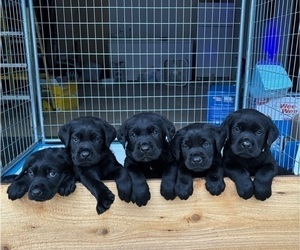 Labrador Retriever Puppy for Sale in ONALASKA, Washington USA
