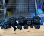Image preview for Ad Listing. Nickname: Litter of 4