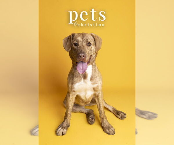 Medium Photo #9 Labrador Retriever-Unknown Mix Puppy For Sale in Foristell, MO, USA