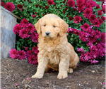 Small #2 Goldendoodle (Miniature)