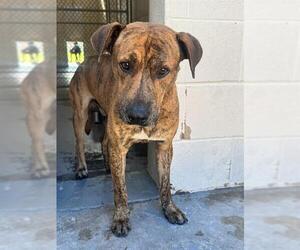 Black Mouth Cur-Rhodesian Ridgeback Mix Dogs for adoption in Corpus Christi, TX, USA