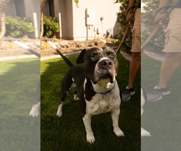 Medium Photo #4 American Bulldog-Unknown Mix Puppy For Sale in Chandler, AZ, USA