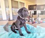 Small Photo #9 Labrador Retriever Puppy For Sale in MURRIETA, CA, USA