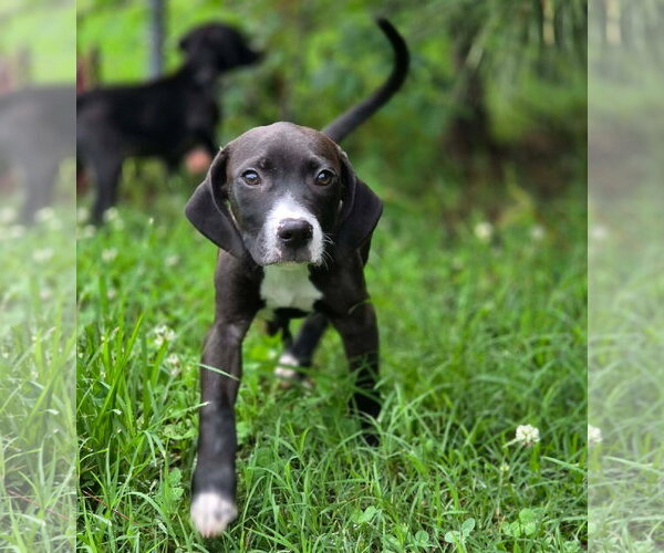 Medium Photo #3 Mutt Puppy For Sale in Anniston, AL, USA