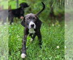 Small #2 Mutt
